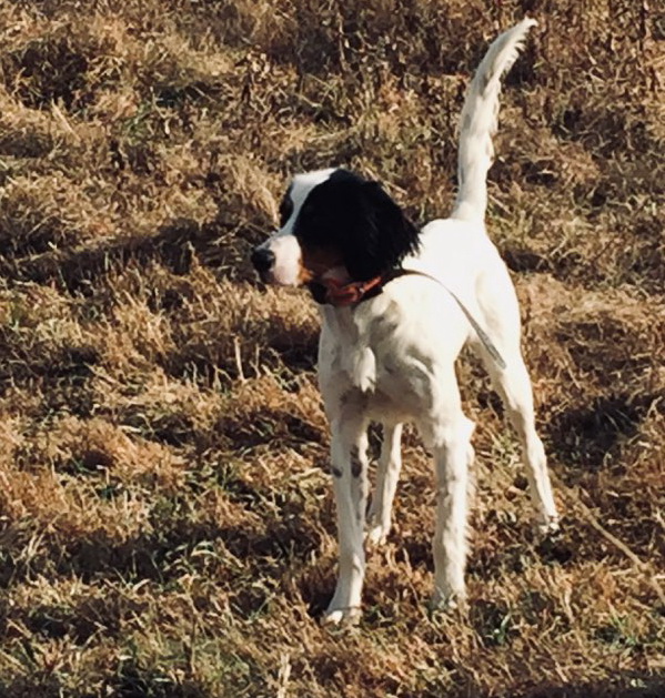 MGP Kennel Macedonia Game Preserve